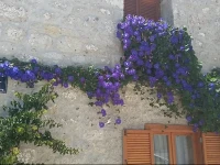 KГ¶Еџem Konukevi 