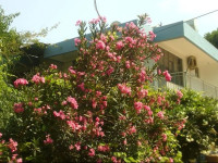 Wind Heaven Garden
