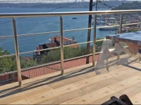 Bosphorus Sariyer 