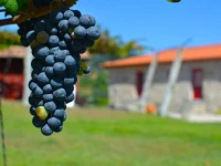 Quinta do Olival 