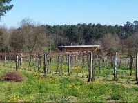 Quinta de Sendim 