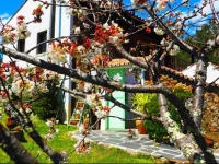 Cherry Cottage Vintage B&B 