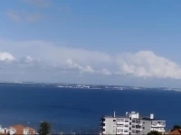 Gaivotas do Tejo 