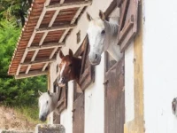 Quinta do Brejo - Turismo Equestre 