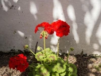 Family House Garden 