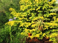 Quinta das HortГЄncias 