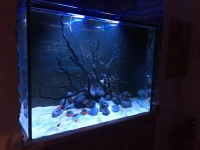 Aquarium House 