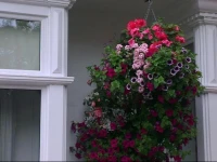 The Rosscourt-Adults Only 
