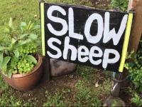 SlowSheep B&B 