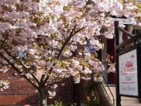 The Cherry Tree Guest House 