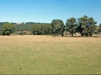Treacle Den At The Treacles 