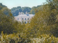 Lime Wood 