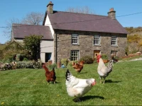 Nantgwynfaen Organic Farm B&B Wales 