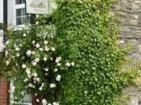 The Mulberry Inn 
