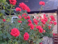 Ellen House Bed and Breakfast 