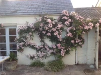 Newton Cottage 