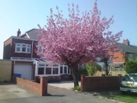 Cherry Blossom Guest House 