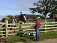 Strete Ralegh Farm 