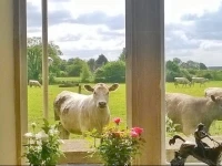 Battens Farm Cottages B&B 