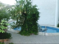 Apartamentos Jaronil 