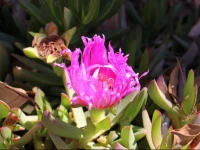 Villa Orchidea 