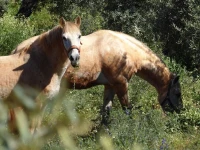 Olivetum Colina 