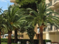 Murillo 