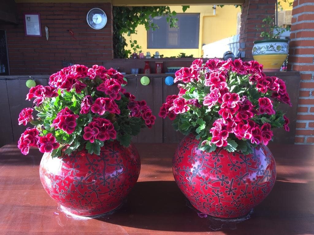 Cortijo Amaya 