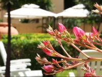 Solemare B&B - Apartments Alghero 