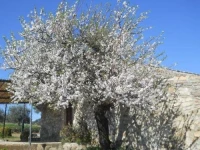 Masseria Cielogreco 