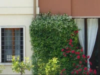 Il Bagolaro 