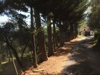 Villa Ulivo 