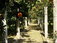 B&B Antico Aranceto 