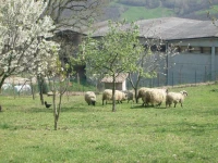 Farm stay Agriturismo la Borgaccia 