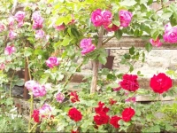 Casa delle Rose 