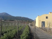 Sorrentino Vini 