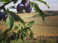 Tenuta Il Moro 