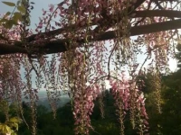 Casa Vacanze Le Violette 