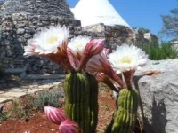 I Trulli di Alice 