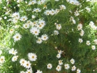 Terrazza Mimosa 