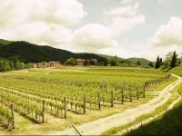 Agriturismo lUva e le Stelle 
