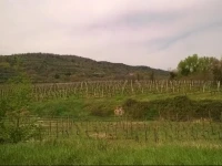 B&B LUliveto 