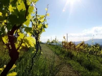 Antico Casal del Bosco, Agriturismo 
