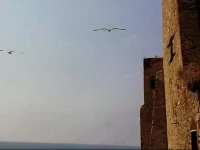Sulmare 