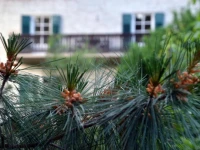 Im Garten 9 