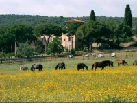 Corte degli Ulivi 