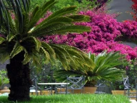 Hotel Canasta 