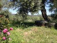 Armaniola 