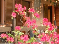 B&B il Cortile Malpensa 