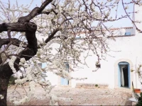 Masseria Torre Vigna 